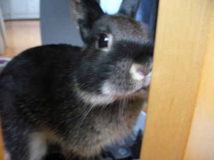 Mon lapin fouky qui se montre curieux!