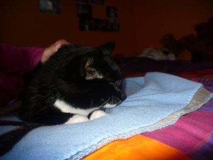 ma chatte fripou sur mon lit!