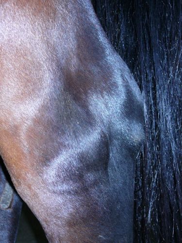 oedeme permanente jarret suite arthrose sur cheval entrainé trop...