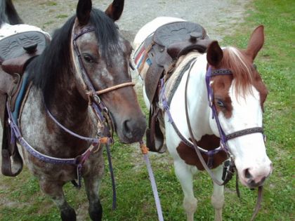 Aramis et Joly avant de partir en randonnée