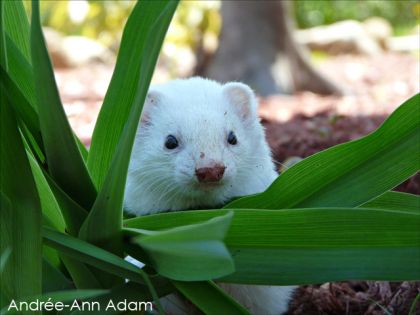 Coquine, mon furet adoré que j'ai depuis déjà 4 ans ! Je l'adore...