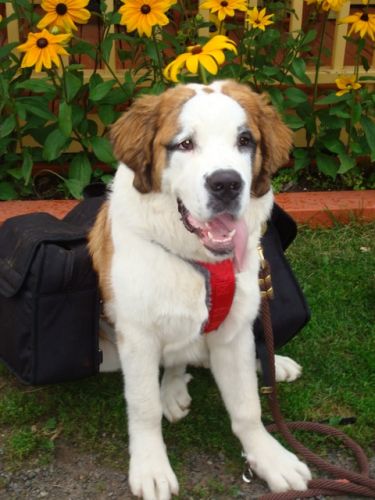 Ma jeune St-Bernard Flicka a 7 mois 1/2