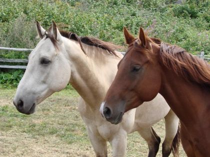 Portrait de deux chevaux