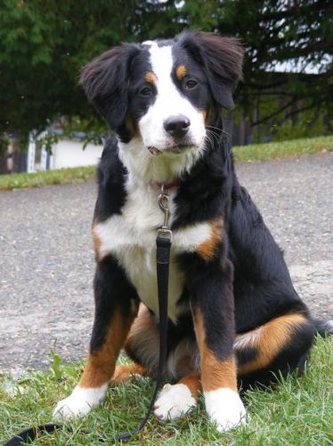 Ma nouvelle femelle bouvier bernois, Fiona, 6 mois, Future maman...