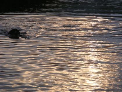 Trouvez Charlie ! Ma femelle labrador qui nage  dans l'eau !