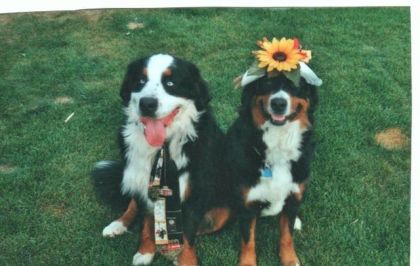 Monsieur Balou et Madame Moogly