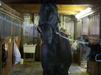 C'est Back in Black un cheval de l'écurie ou je vais!