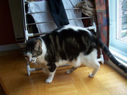 Un autre de mes trois chat!-lui c'est Bizou
