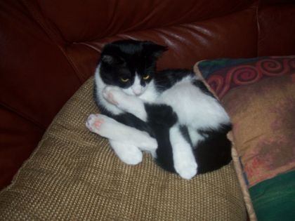 Moco mon chat-trop choueee