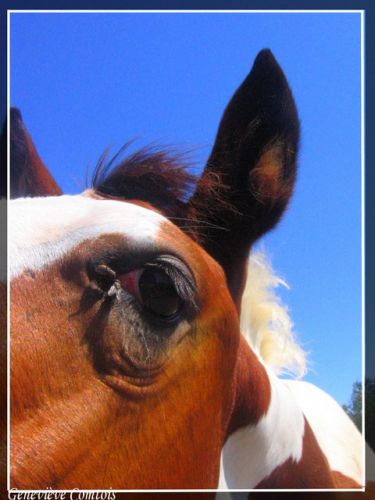 COWGIRL !!( P.S. -> C LA SOEUR DE COWBOY      ;P)