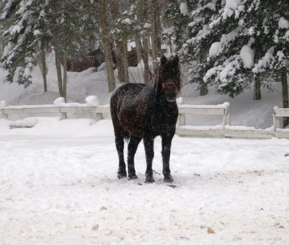 Québecois Baba Gaétan, cheval canadien que j'ai dresser cette...