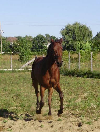 Qui a dit que les Standardbreds ne galopaient pas ??? LOL!  En...