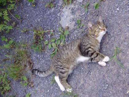 Mimi, le chat à l'écurie! Regardez ces yeux!!!