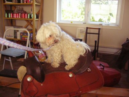 future cow-girl!