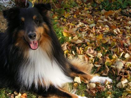 Charli dans les feuilles,   Berger Shetland à ma coloc