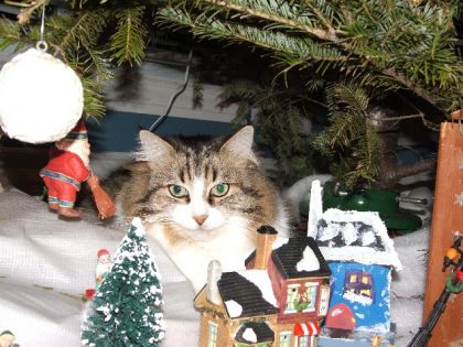 ma chatte sous le sapin!