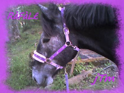 Mà jument ak son bo licol violet dans son prés n'est t-elle pas...