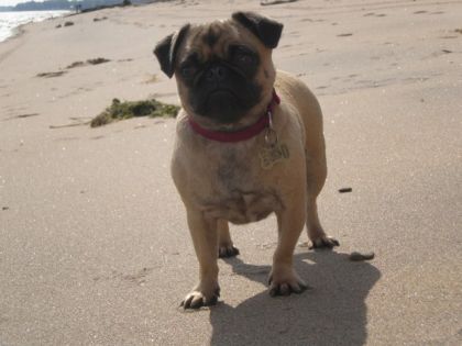 Quel Bonheur d'être sur la plage....n'est-ce pas Zelda ??