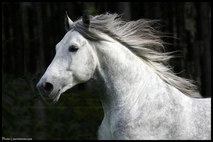 Ulysses, superbe étalon Lusitanien des Ecuries Equinock!!!
