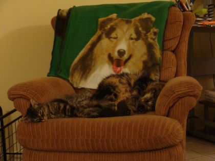 Dur, dur la vie de chat!!!    Mes 2 chats  Mini-Miou et Miou
