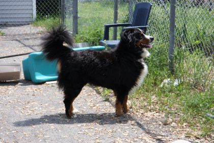 Mon chien Balko :D Jtmm
