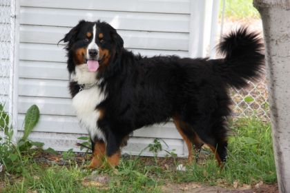 Mon chien Balko :D