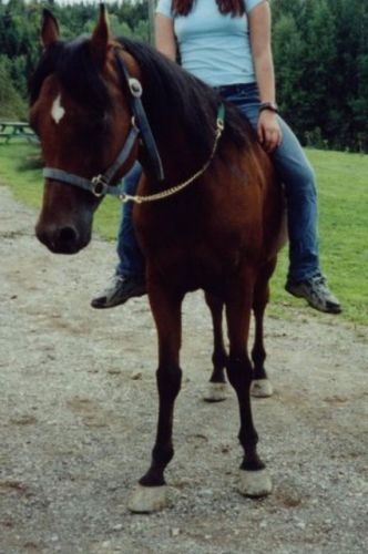nicky mon ancien cheval arabexquarter horse un cheval or de...