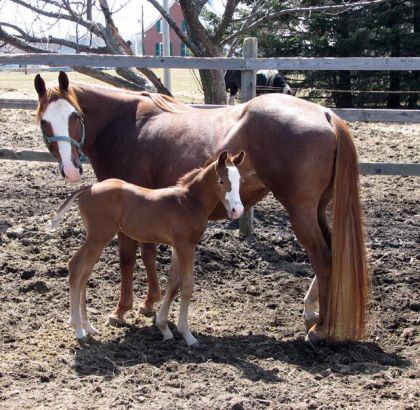 Est-ce que vous trouvez que je ressemble à ma maman?