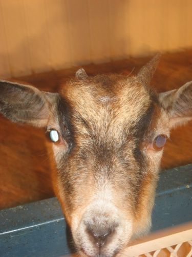 La petiite chevre de lécuriie !!