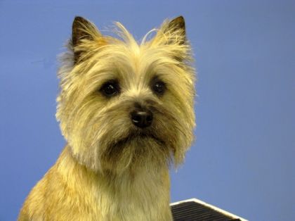 chien toiletté à mon commerce...une pure merveille
