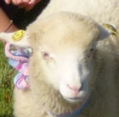 Voici doudouce la petite brebis de ma cousine!! Un vrai petit...