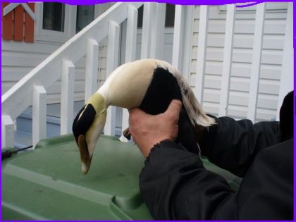 Qui a dit quon ne pouvait pas prendre de canard vivant dans nos...