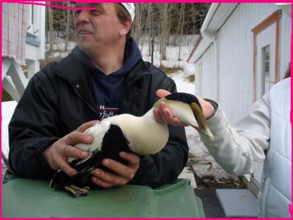 Encore le magnifique canard!