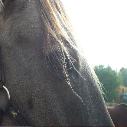 l'oeil de Jack buckskin