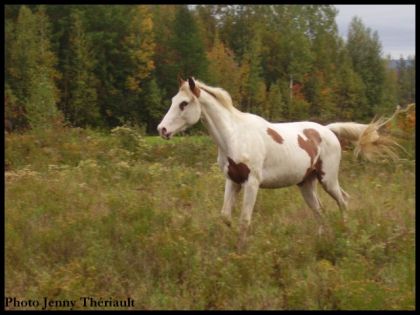photo par JenGt Je suis contente qu'il soit heureux! '' No name '' qui courait...