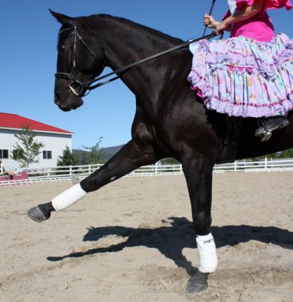 Dressage et Flamenco 2