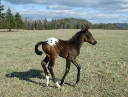 Poulain appaloosa au pré