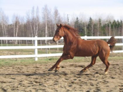 Cheval au galop dans son enclos