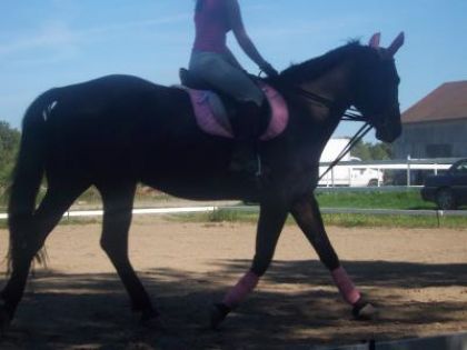 Encore en dressage