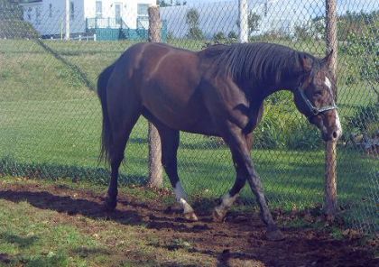 Shilo fils de Smarth little pine. 4 ans