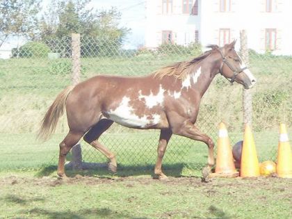 Steiner 4 Ans
