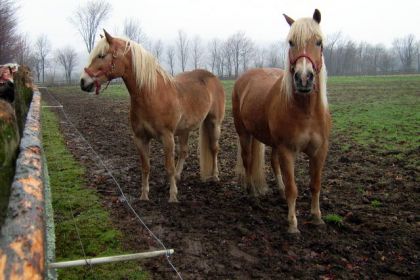 Les 2 chevaux de Mrs. Bienvenue de Bromont. :)