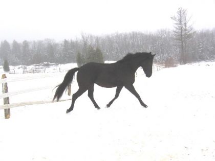 Cheval au trot en hiver