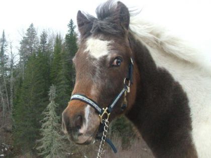 voila, je vous présente mon ptit Spirit! Il a sept mois et demi!