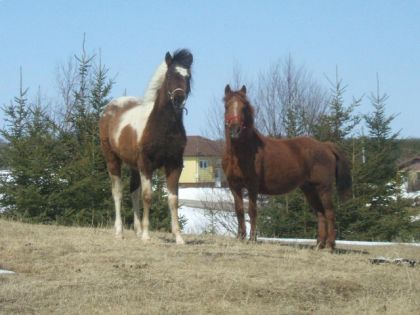 Voici mes deux bébés, Dolly et Spirit. Pas grosse différence de...