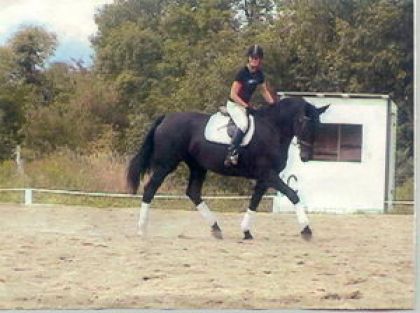 Jument en dressage