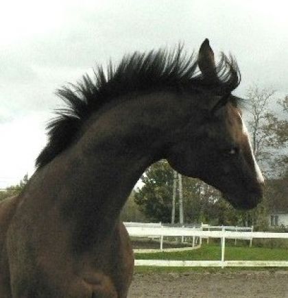 gros fou !!! :D