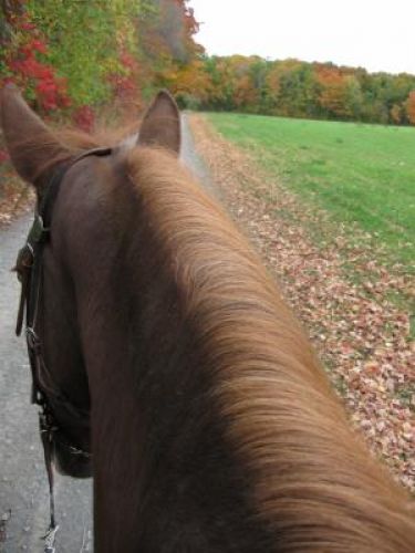 Quand je suis aller faire une trail avec ma belle Nikita! Que...
