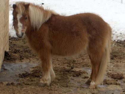 Blondie le poney !