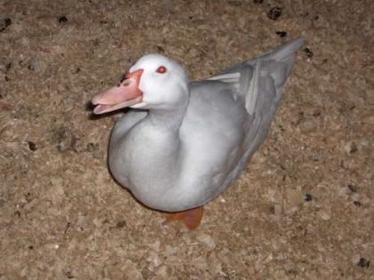 Canard